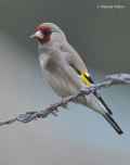 Седоголовый щегол фото (Carduelis caniceps) - изображение №2872 onbird.ru.<br>Источник: orientalbirdimages.org